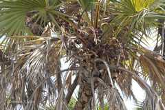 Hyphaene dichotoma